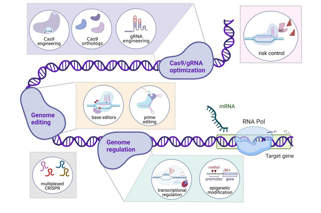 CRISPR/Cas9是(Yes)近年來(Come)發展起來(Come)的(Of)新興技術，這(This)使得該技術在(Exist)基礎科學和(And)合成生(Born)物學等應用(Use)科學領域均得到(Arrive)了(Got it)極大(Big)的(Of)發展與應用(Use)。